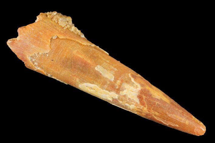 Pterosaur (Siroccopteryx) Tooth - Morocco #124728